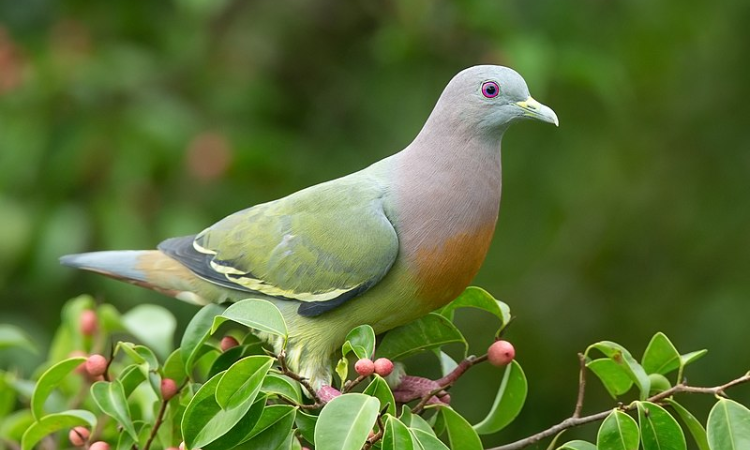 Everything You Need to Know About Keeping Columbidae as Pets