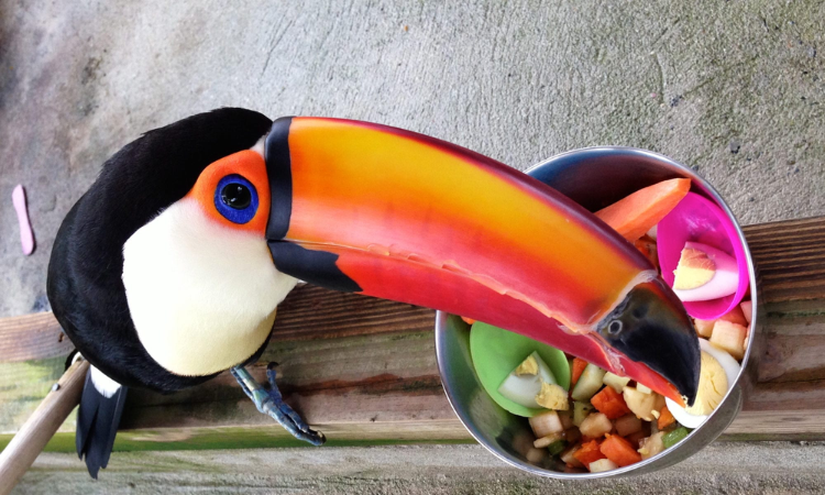 How to Create the Perfect Habitat for Toucans in Your Home?