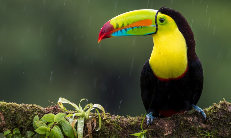 How to Create the Perfect Habitat for Toucans in Your Home?