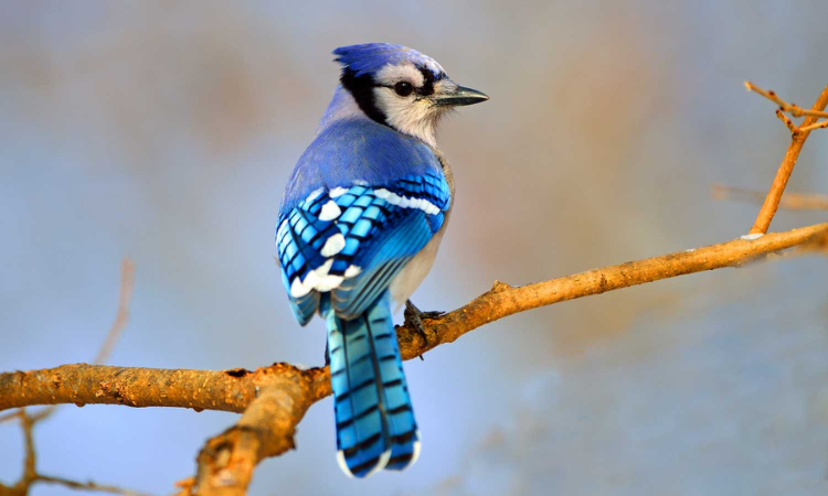 The Fascinating World of Blue Jays: How to Spot and Identify Them