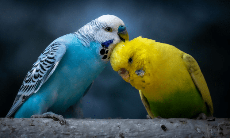 Why Budgerigars Are the Perfect Pet for Bird Lovers in 2024?