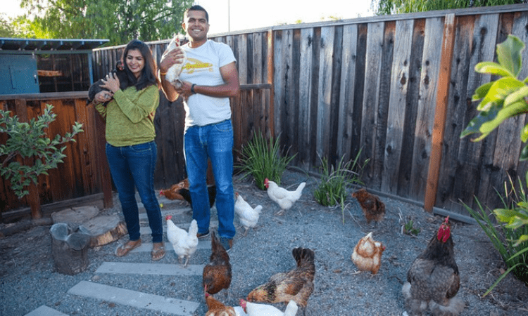 The Ultimate Guide to Raising Chickens in Your Backyard Like a Pro