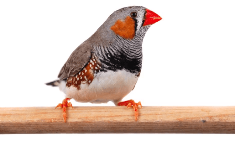 Discover the Charm of Finches and How to Care for Them Properly