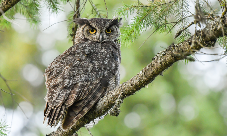 How to Attract Stunning Owls to Your Garden with These Simple Tips