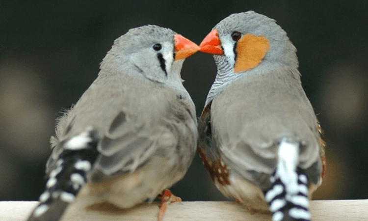 Discover the Charm of Finches and How to Care for Them Properly