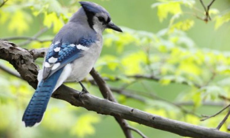 The Fascinating World of Blue Jays: How to Spot and Identify Them