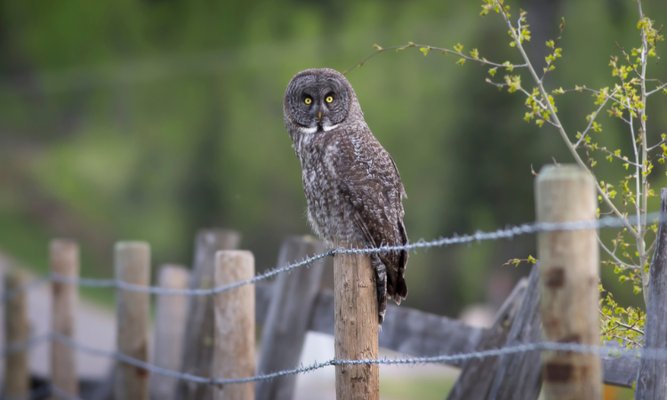 How to Attract Stunning Owls to Your Garden with These Simple Tips