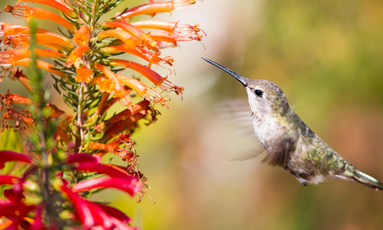 Why Hummingbirds Are the Most Enchanting Visitors to Your Garden?