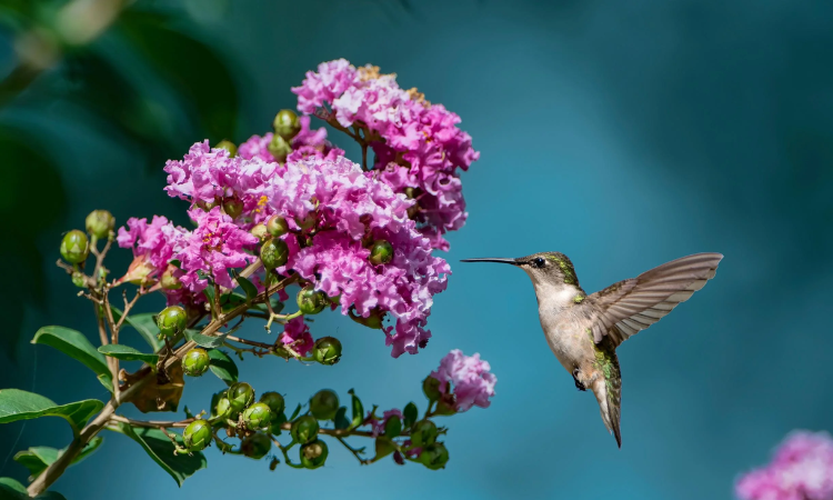 Why Hummingbirds Are the Most Enchanting Visitors to Your Garden?