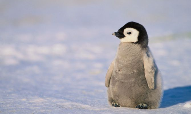 10 Surprising Facts About Penguins That Will Melt Your Heart