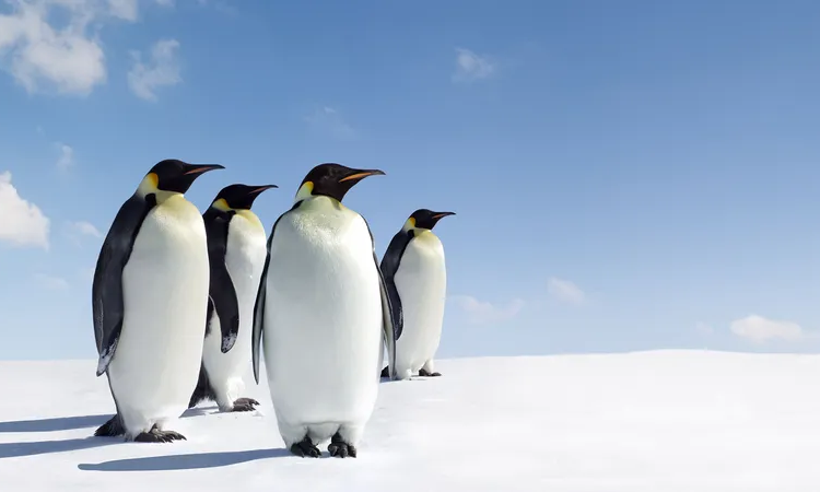 10 Surprising Facts About Penguins That Will Melt Your Heart