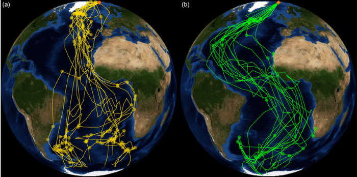 Migration Patterns of Arctic Terns