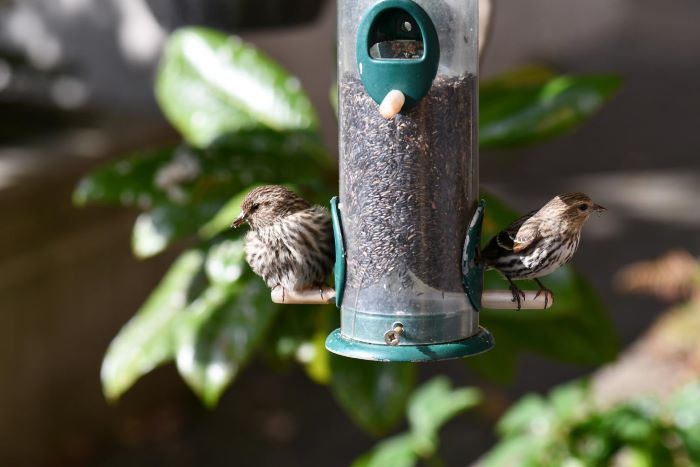 Salmonella Outbreaks in Pet Birds-Prevention Tips for Bird Owners