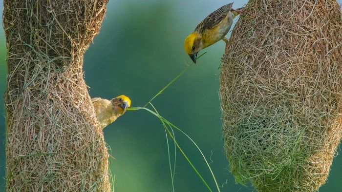 Weaver Nesting Materials