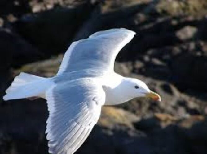 What is the average wingspan of a seagull?