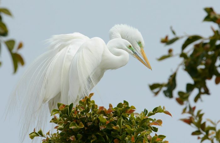 egret's conservation status