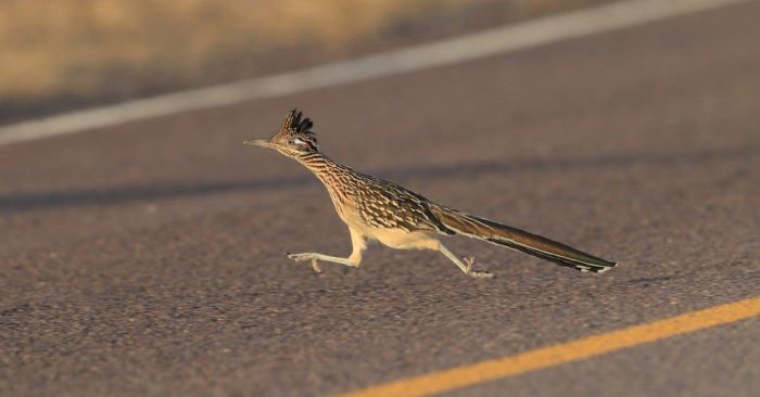 roadrunner run compared to other birds