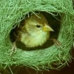 Exploring the Unique Nesting Habits of Weaverbirds