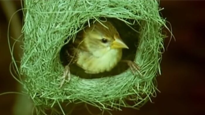 Exploring the Unique Nesting Habits of Weaverbirds