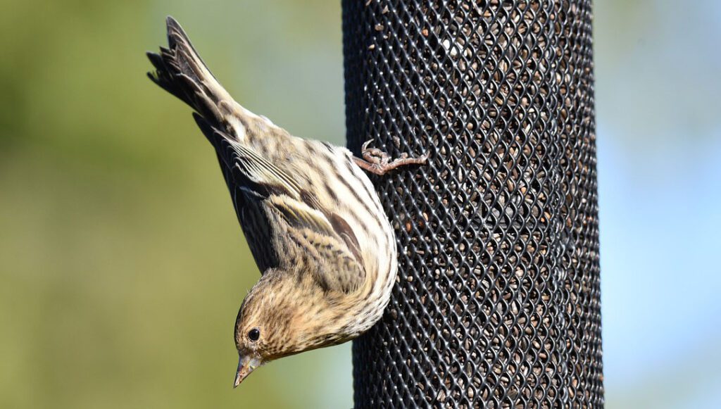 Salmonella Outbreaks in Pet Birds-Prevention Tips for Bird Owners