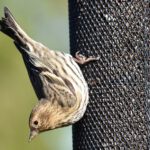 Salmonella Outbreaks in Pet Birds-Prevention Tips for Bird Owners