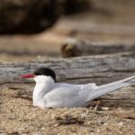 Understanding the Migration Patterns of Arctic Terns