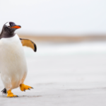 10 Surprising Facts About Penguins That Will Melt Your Heart