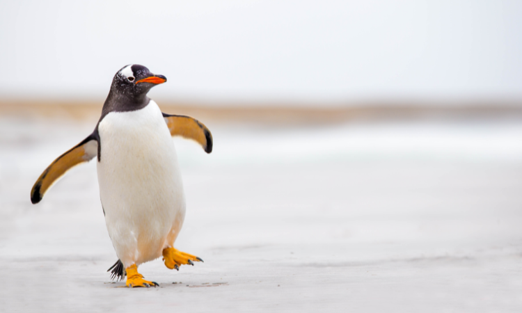 10 Surprising Facts About Penguins That Will Melt Your Heart