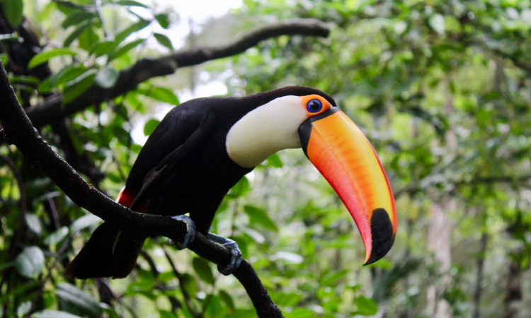 How to Create the Perfect Habitat for Toucans in Your Home?