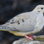 Everything You Need to Know About Keeping Columbidae as Pets