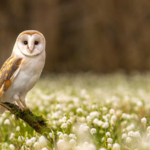 How to Attract Stunning Owls to Your Garden with These Simple Tips