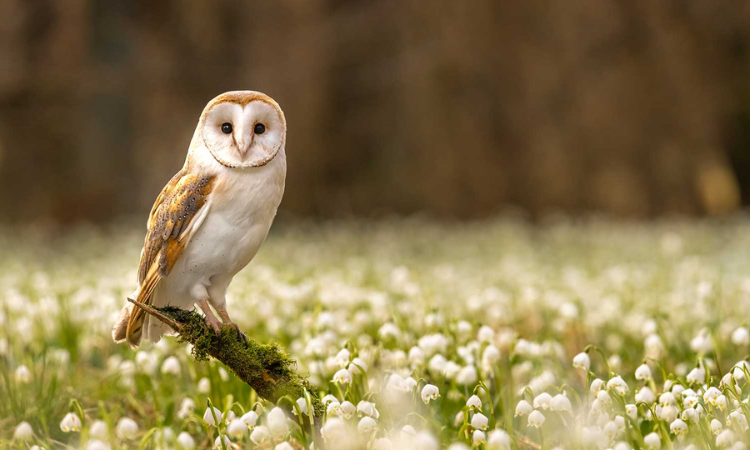 How to Attract Stunning Owls to Your Garden with These Simple Tips