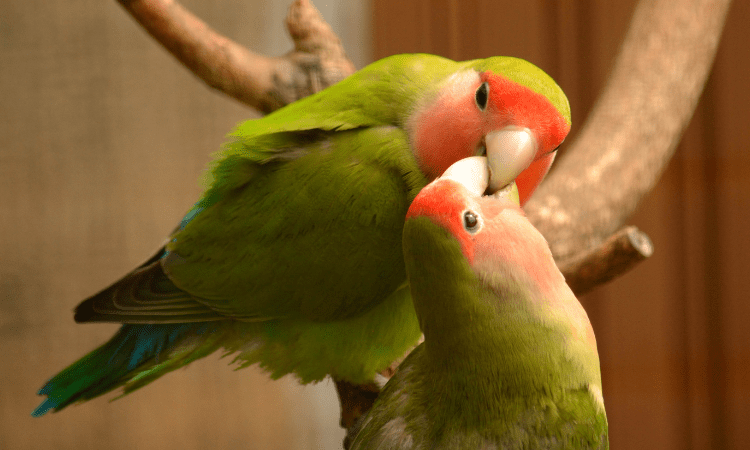 Why Budgerigars Are the Perfect Pet for Bird Lovers in 2024?