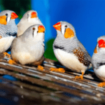 Discover the Charm of Finches and How to Care for Them Properly