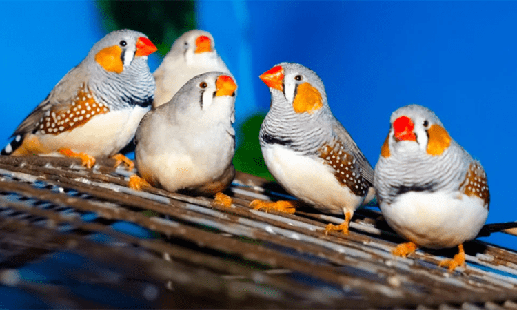 Discover the Charm of Finches and How to Care for Them Properly