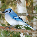 The Fascinating World of Blue Jays: How to Spot and Identify Them