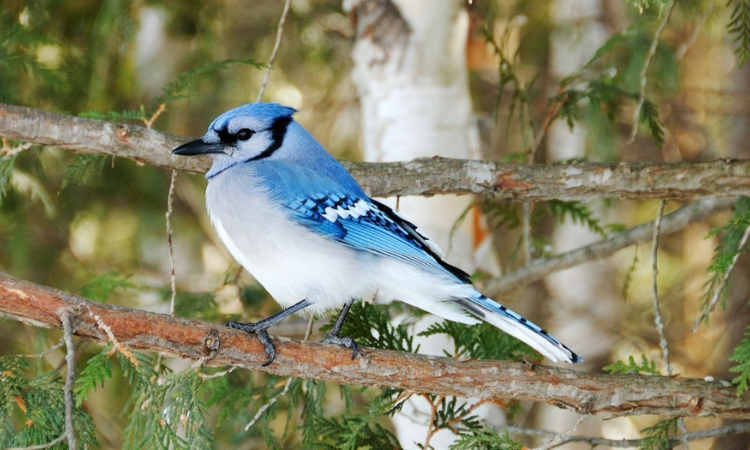 The Fascinating World of Blue Jays: How to Spot and Identify Them