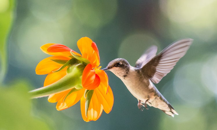 Why Hummingbirds Are the Most Enchanting Visitors to Your Garden?