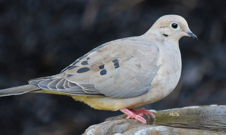 Everything You Need to Know About Keeping Columbidae as Pets