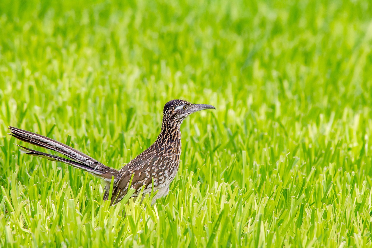 How fast can a roadrunner run compared to other birds?